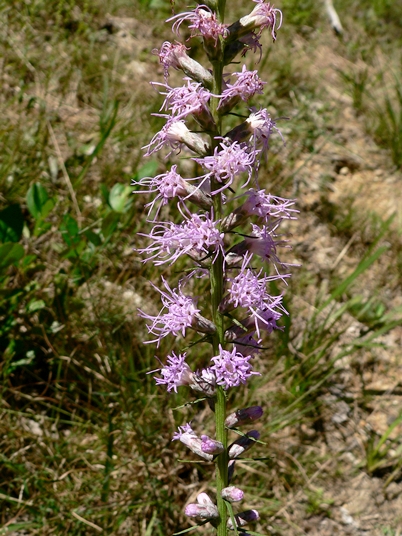 {Liatris spicata}
